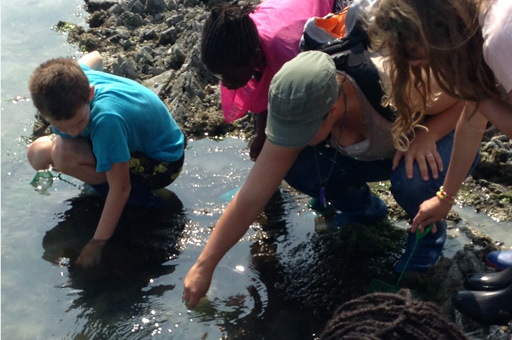 Les explorateurs de l'estran 