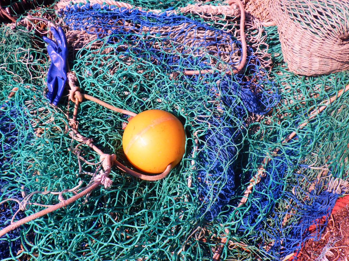 A la découverte du milieu marin Quiberonnais ! 