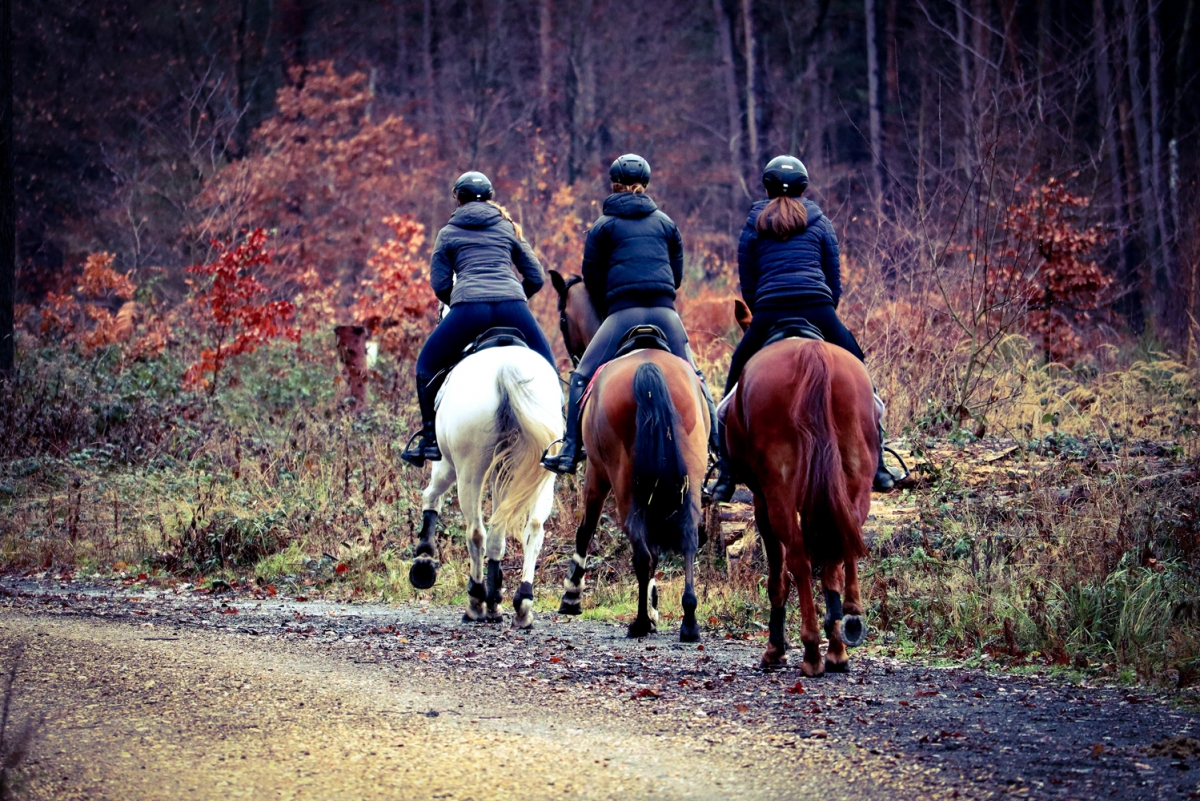 Equitation passion "Pass ton galop" 