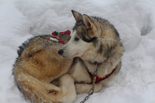 Trappeur des neiges 