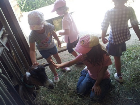 Animaux et Equitation 
